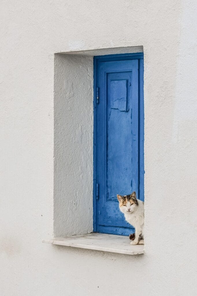 A cat sitting in front of bright blue shutters in a windowsill of a white adobe house.