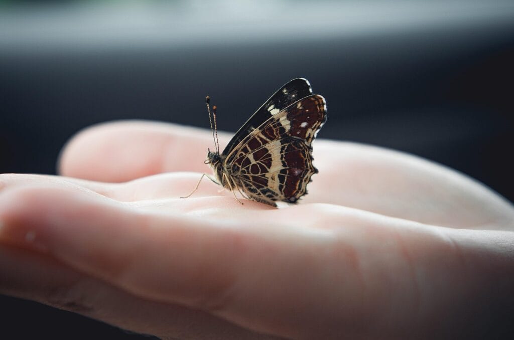 A butterfly resting on an open palm of a person's hand.