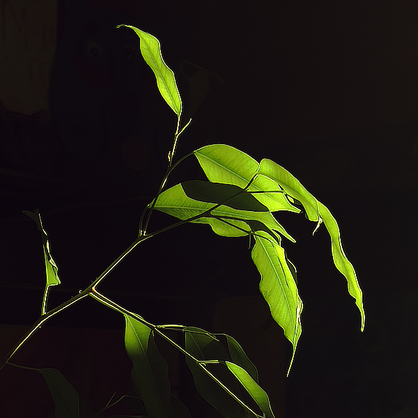 A high contrast image of bright green leaves illuminated by sunlight against a very dark background.