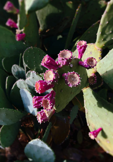 Bright magenta colored flowers arranged on a green prickly pear cactus.