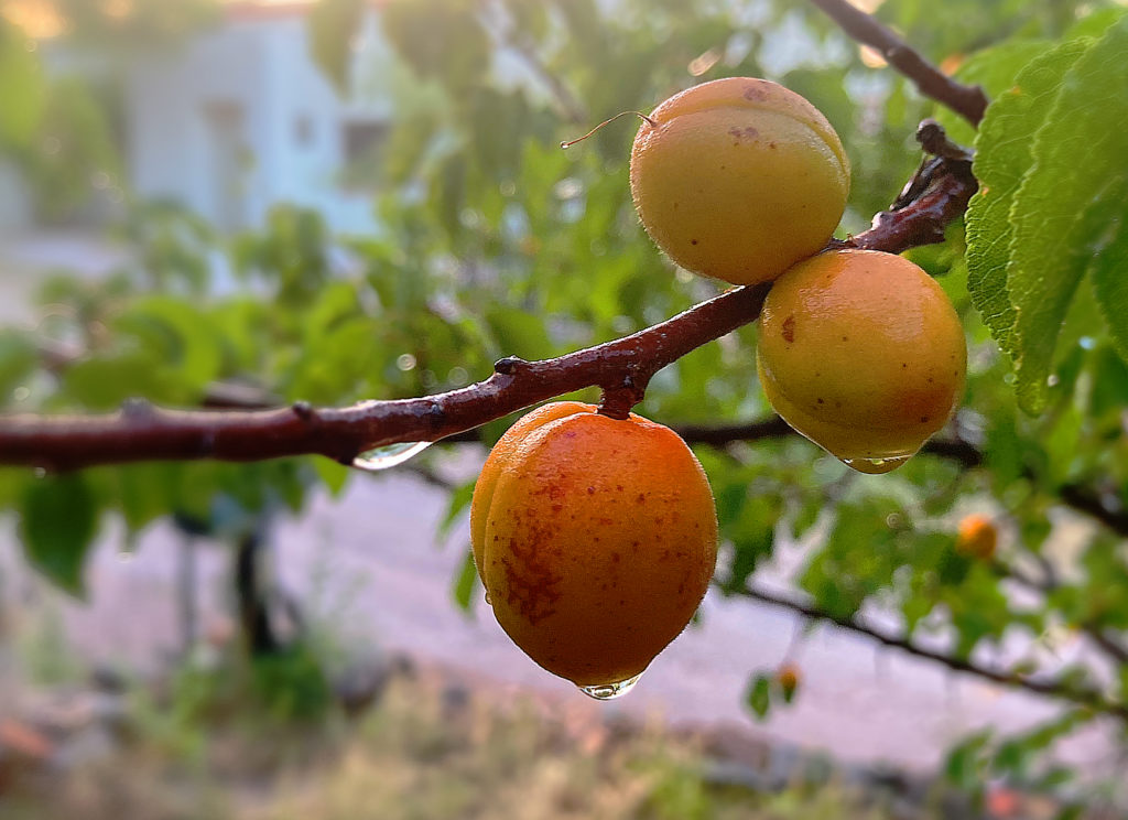Three brightly colored apricots on a branch dripping with water after a shower.