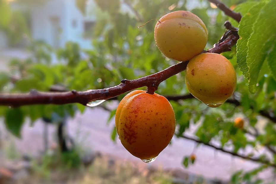 Three brightly colored apricots on a branch dripping with water after a shower.
