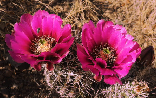 Two bright pinkflower hedgehog cactus blossoms with a bee and a bud in late afternoon sunlight.