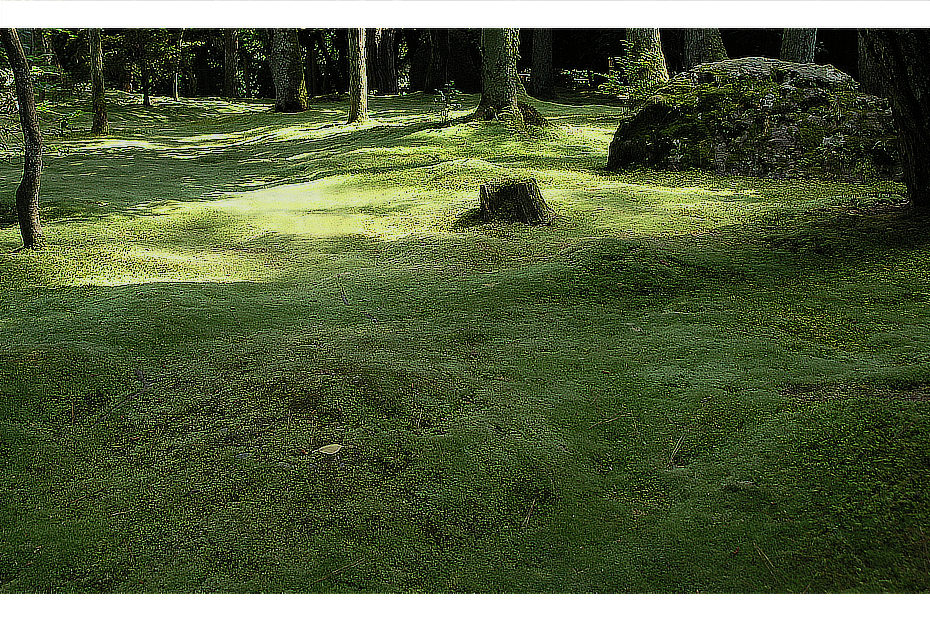 Deep green field of soft moss in a wooded area at the Ryoanji Temple, Kyoto Japan