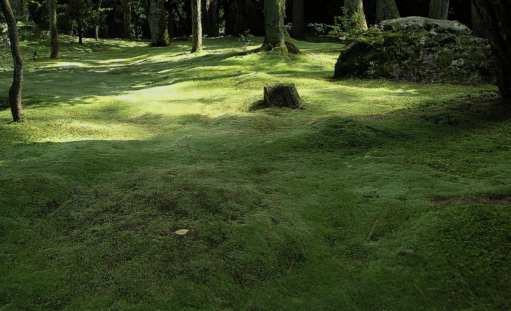 Deep green field of soft moss in a wooded area at the Ryoanji Temple, Kyoto Japan