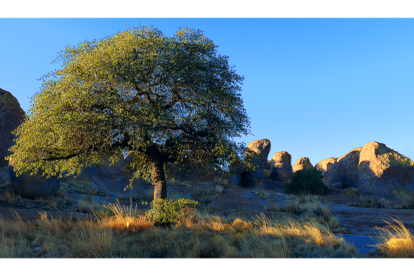 Tree lit on one side by morning light in a setting of massive boulders at City of Rocks State Park.