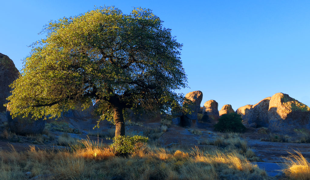 Tree lit on one side by morning light in a setting of massive boulders at City of Rocks State Park.