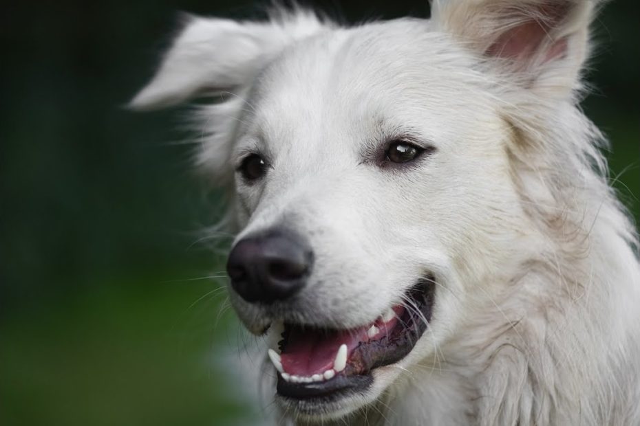 Video keyframe of a white smiling dog.