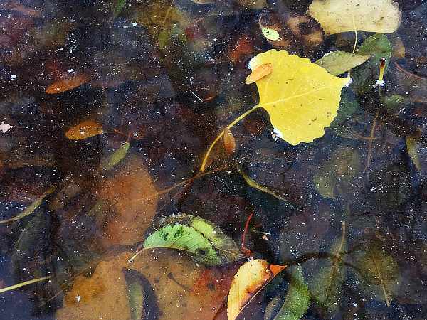 Colorful fall leaves floating in water